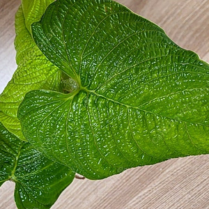 필로덴드론 코루가텀 corrugatum (안스리움 ×)