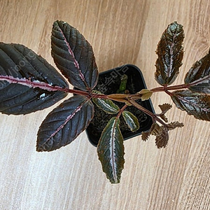 리아 아마빌리스 Leea amabilis (안스리움×)
