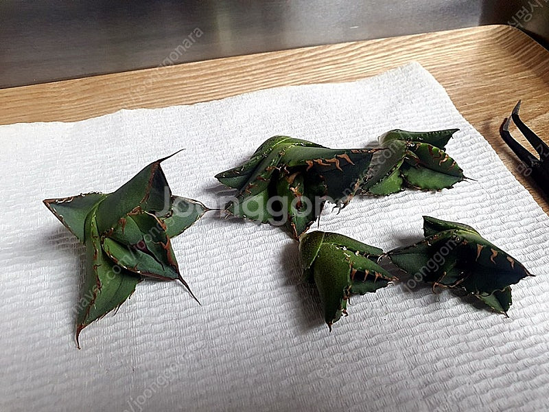 분양] 아가베 티타노타 커팅자구 (노네임)--0