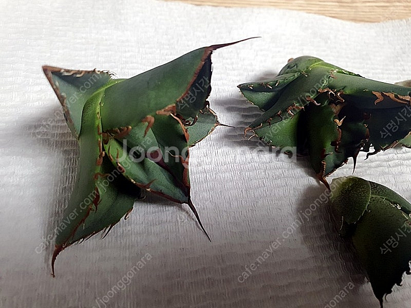 분양] 아가베 티타노타 커팅자구 (노네임)--1