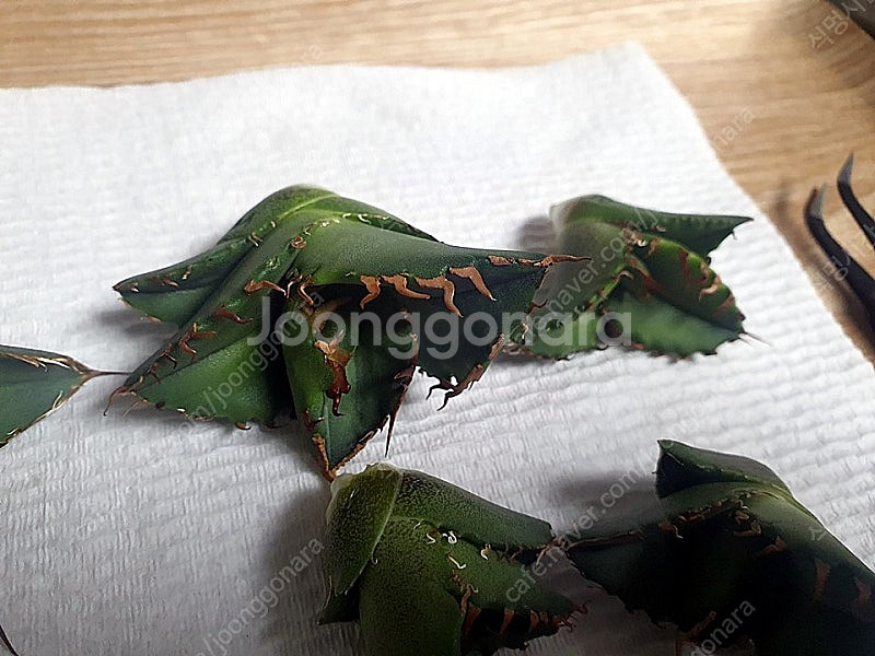 분양] 아가베 티타노타 커팅자구 (노네임)--2