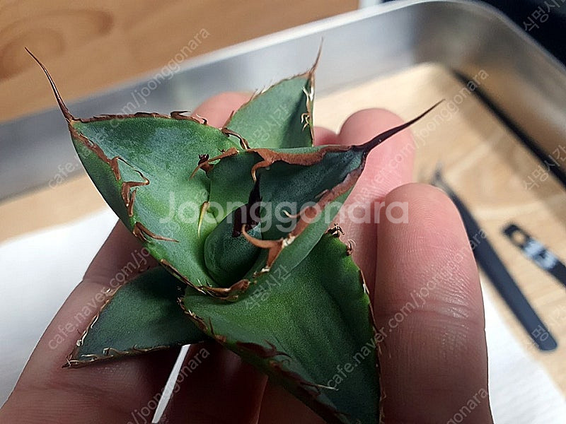 분양] 아가베 티타노타 커팅자구 (노네임)--3