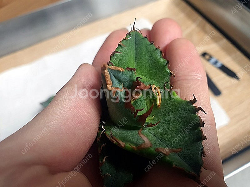 분양] 아가베 티타노타 커팅자구 (노네임)--4