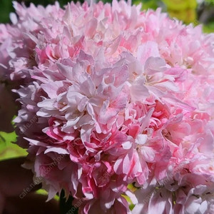 제라늄 개별분양 (100종류이상)