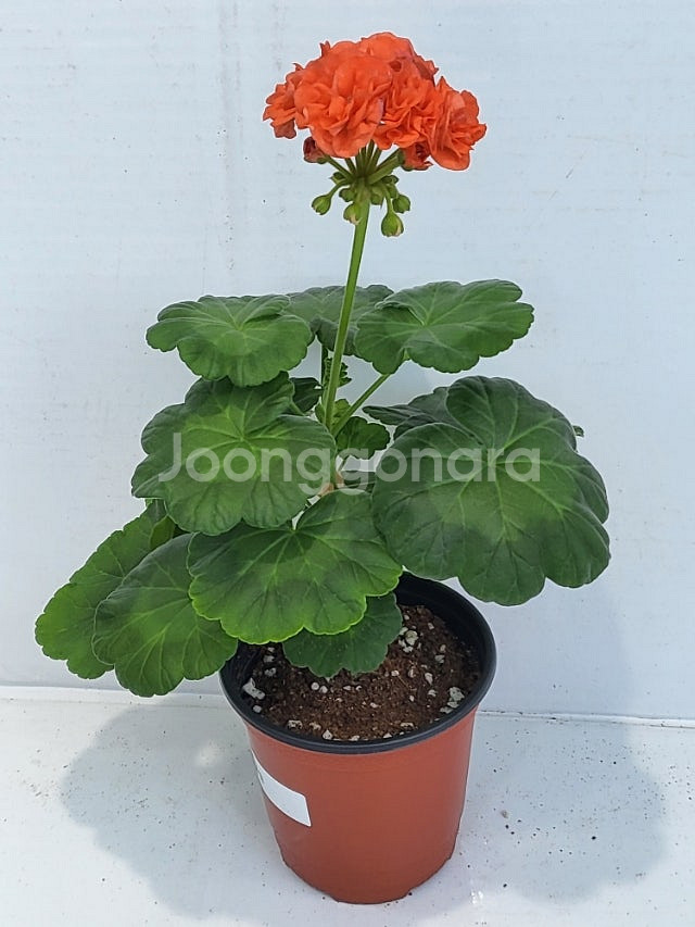 제라늄 개별분양 (100종류이상)--2