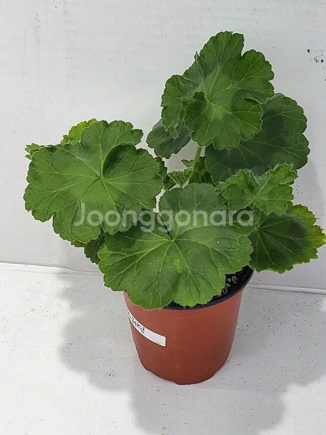 제라늄 개별분양 (100종류이상)--3