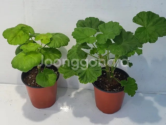 제라늄 개별분양 (100종류이상)--5