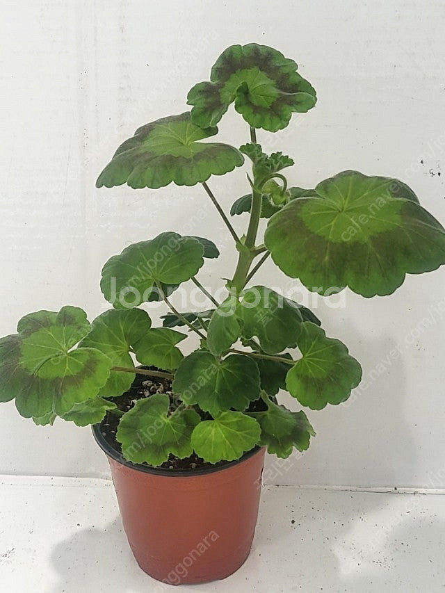 제라늄 개별분양 (100종류이상)--7