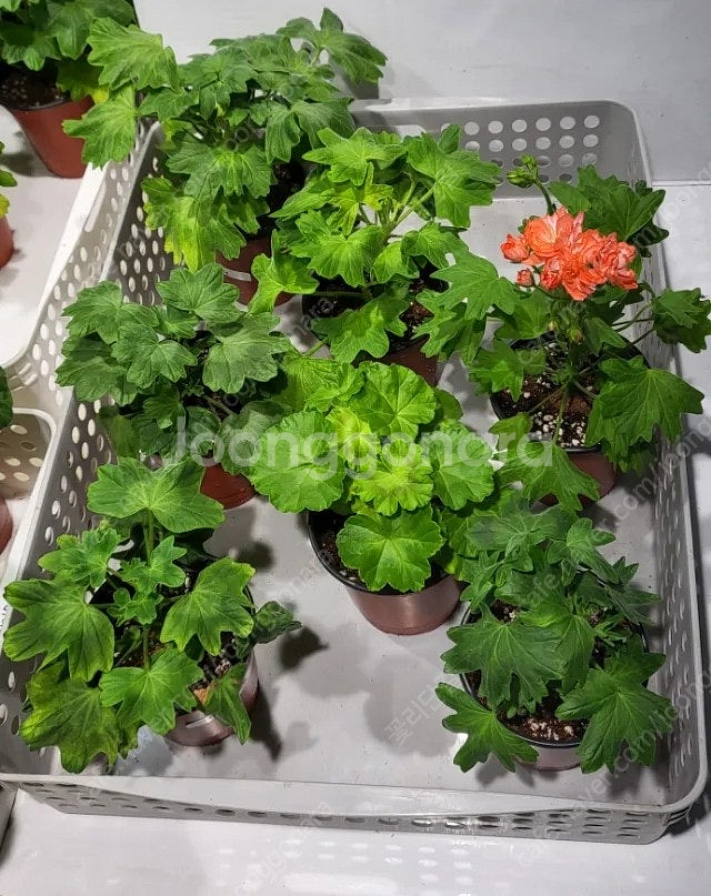 제라늄 개별분양 (100종류이상)--8