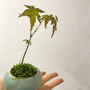 미니단풍. 분재.
