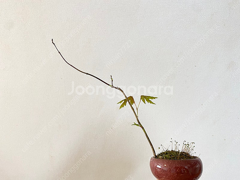 소품 분재_단풍_1--0