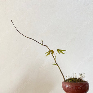 소품 분재_단풍_1