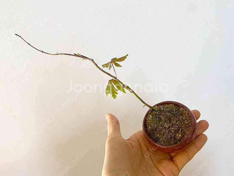 소품 분재_단풍_1--1