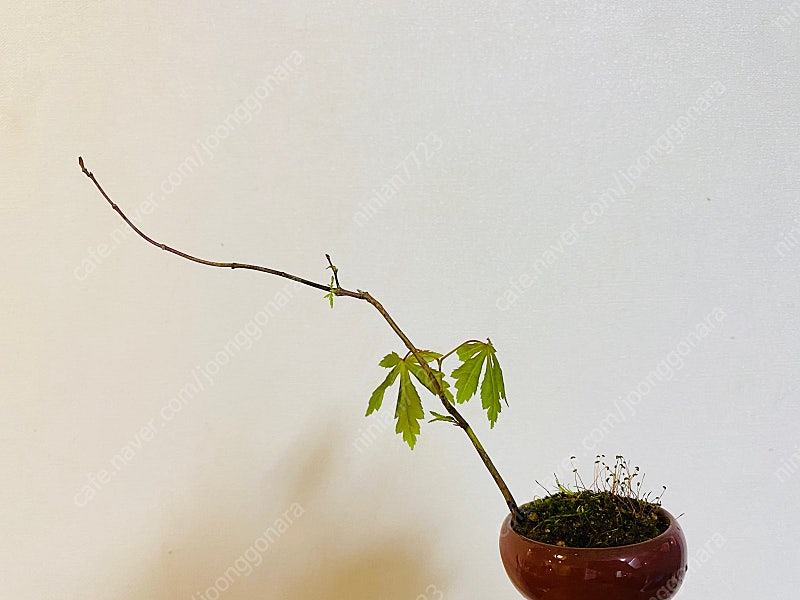 소품 분재_단풍_1--3