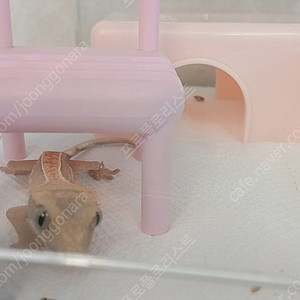 게코 도마뱀