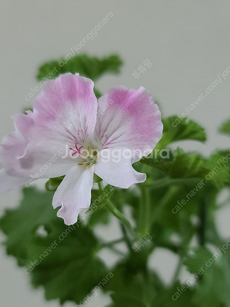 제라늄(리갈4종)--0