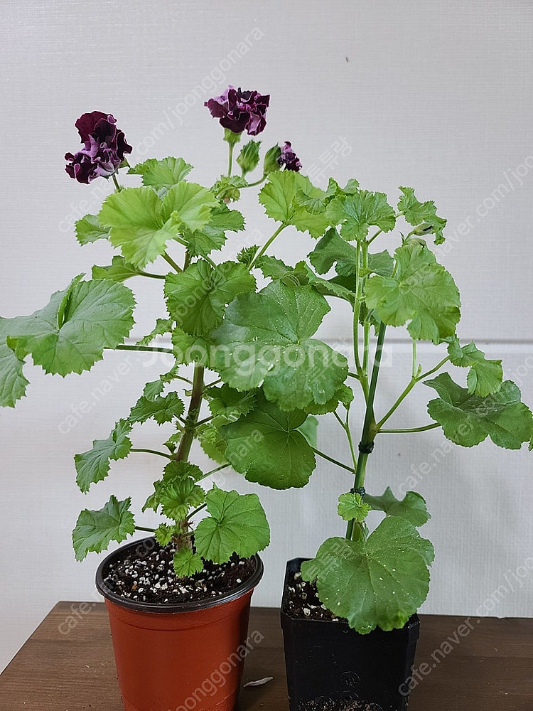 제라늄(리갈4종)--1