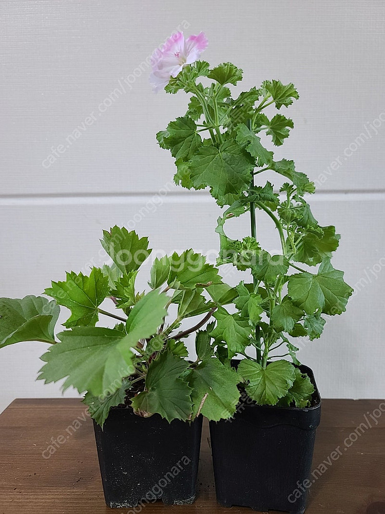 제라늄(리갈4종)--2