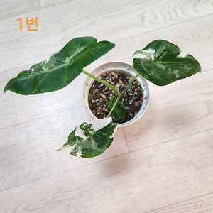 알로카시아 롱기로바 화이트