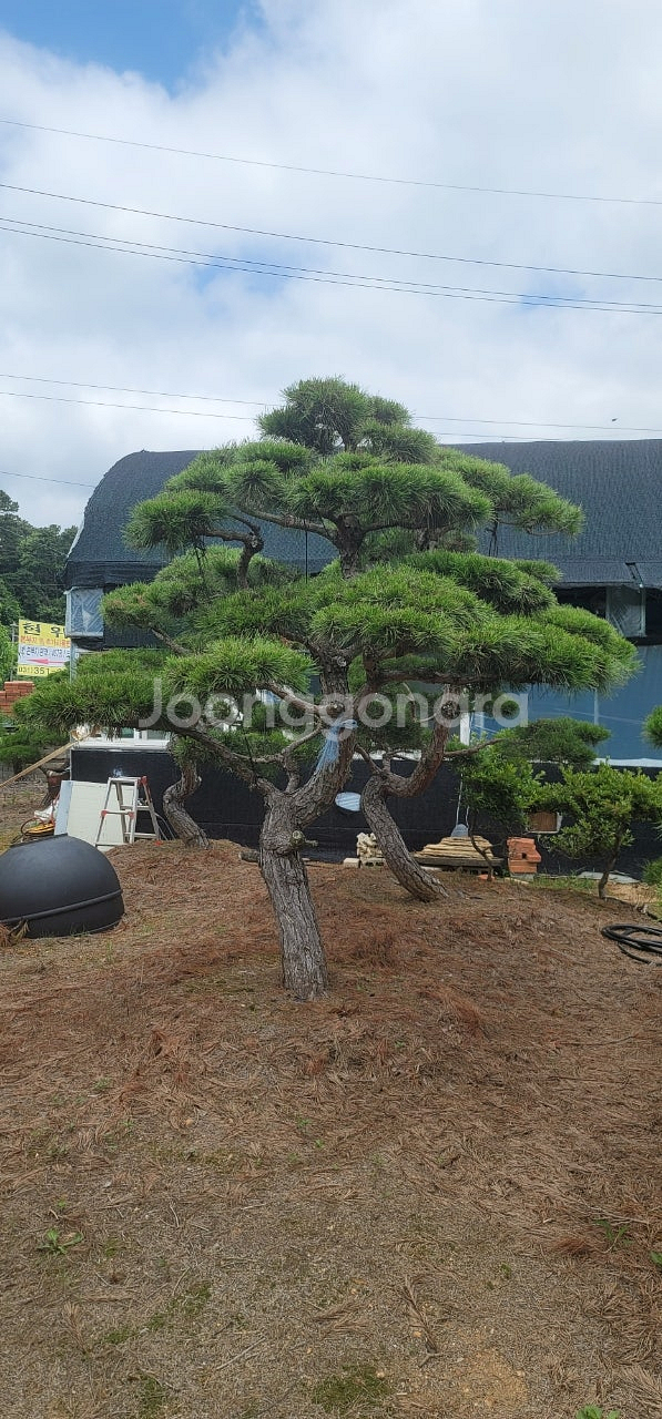 ​#엠알란드그린판매중 #소나무판매​#조경수 #나무판매 #나무매매 #측백나무 #향나무​전화번호 01058634005--0