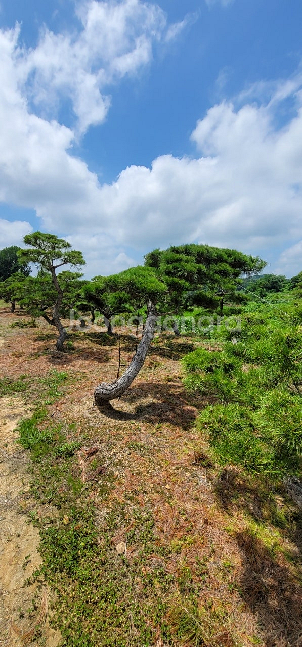 ​#엠알란드그린판매중 #소나무판매​#조경수 #나무판매 #나무매매 #측백나무 #향나무​전화번호 01058634005--3