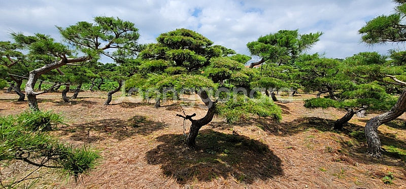 ​#엠알란드그린판매중 #소나무판매​#조경수 #나무판매 #나무매매 #측백나무 #향나무​전화번호 01058634005--4