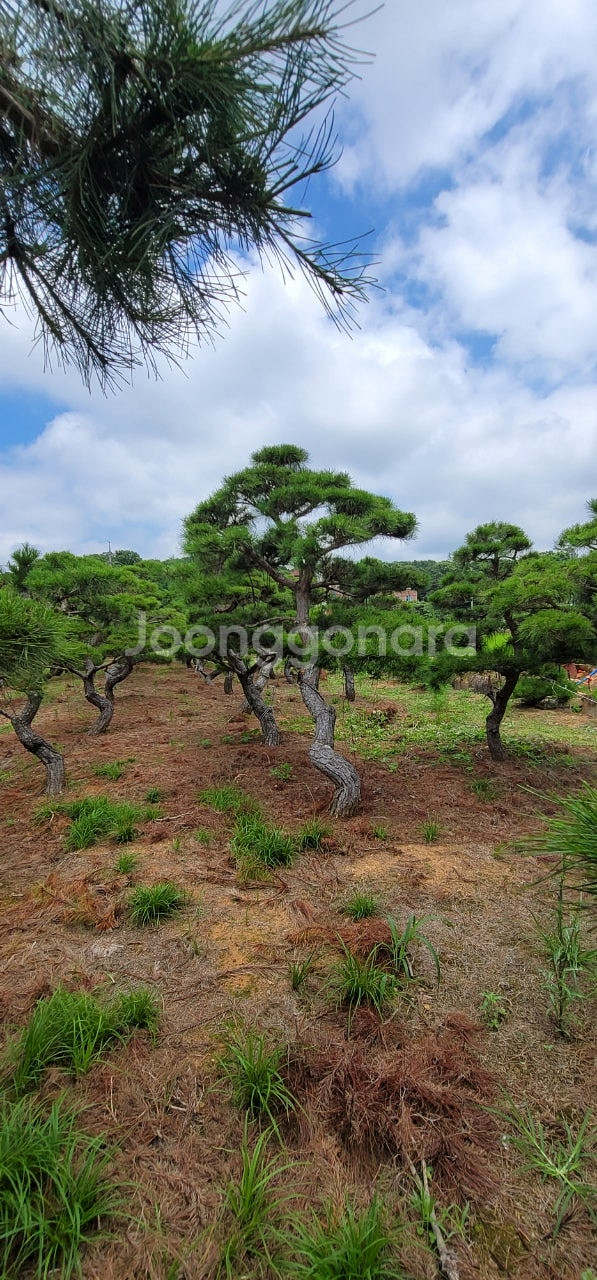 ​#엠알란드그린판매중 #소나무판매​#조경수 #나무판매 #나무매매 #측백나무 #향나무​전화번호 01058634005--6