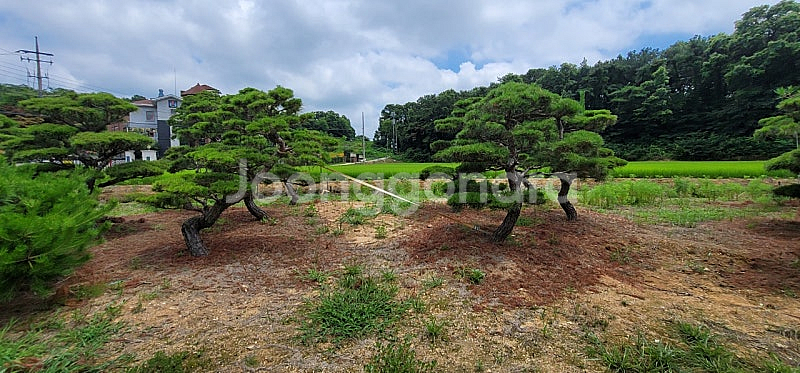 ​#엠알란드그린판매중 #소나무판매​#조경수 #나무판매 #나무매매 #측백나무 #향나무​전화번호 01058634005--9