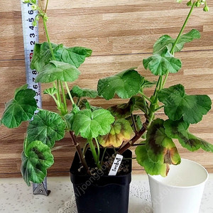 한국제라늄 봄이블라썸 분양해요