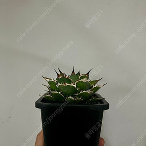 아가베티타노타 노네임 자구 판매합니다.