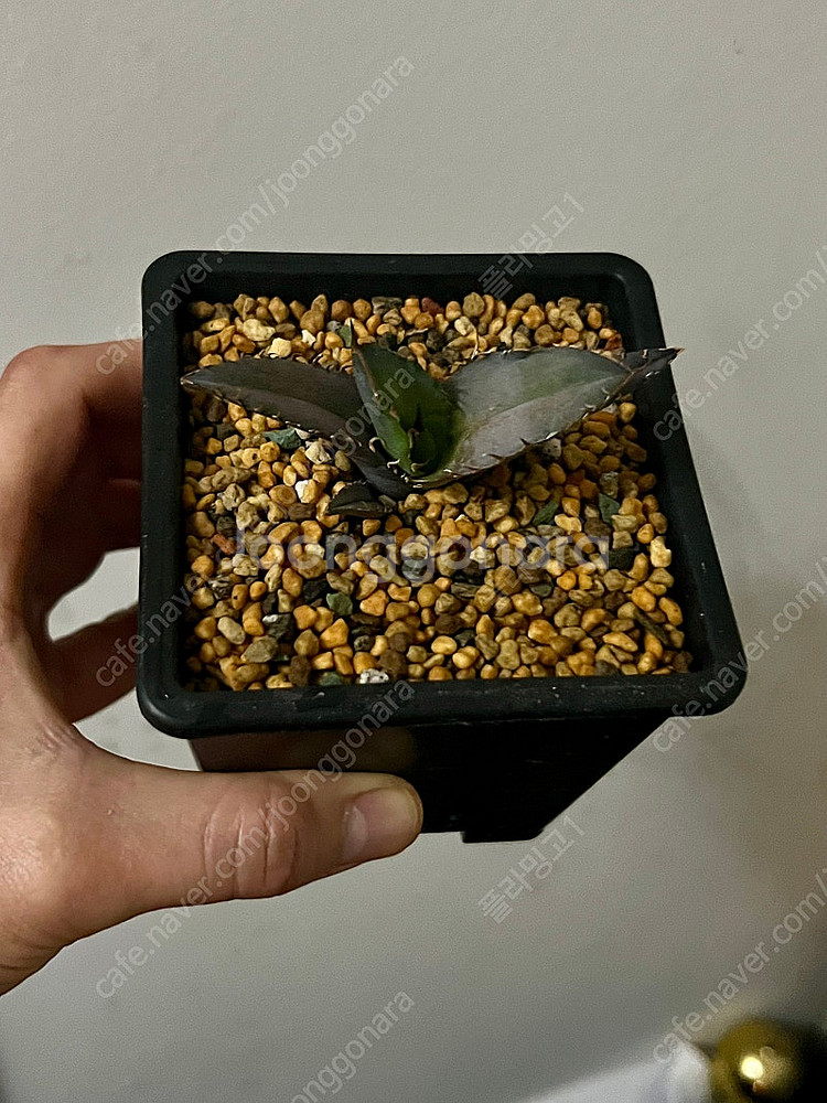 아가베티타노타 노네임 자구 판매합니다.--1