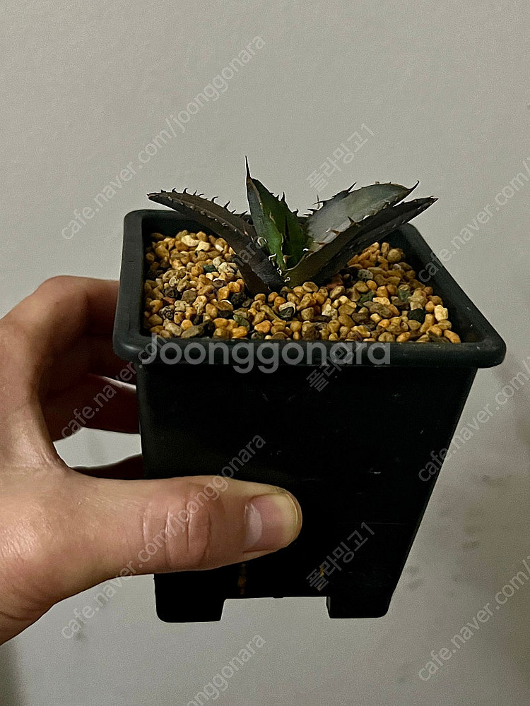 아가베티타노타 노네임 자구 판매합니다.--2