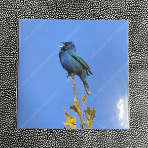 윤지영 lp blue bird,웨이브투어스 lp uncounted 0.00