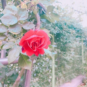 롤 RP 1:7 삽니다