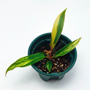 [할인] 필로덴드론 카라멜마블 바리에가타 Philodendron caramel Marble Variegata