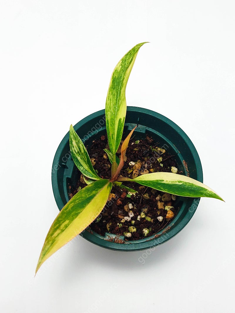 [S급 무늬] 필로덴드론 카라멜마블 바리에가타 Philodendron caramel Marble Variegata