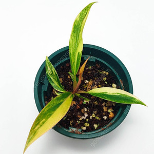 [S급 무늬] 필로덴드론 카라멜마블 바리에가타 Philodendron caramel Marble Variegata