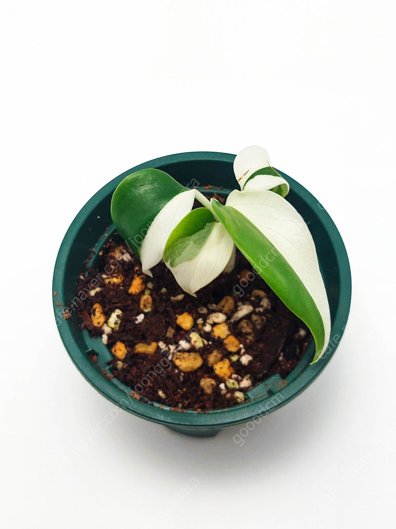 몬스테라 보르시지아나 알보 바리에가타 Monstera Borsigiana Albo Variegata