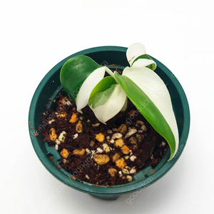몬스테라 보르시지아나 알보 바리에가타 Monstera Borsigiana Albo Variegata