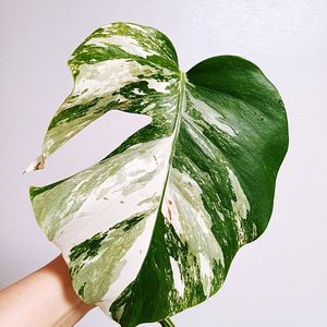몬스테라 보르시지아나 알보 산반무늬 11개체(가격내림)