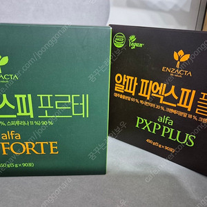엔젝타 포르테
