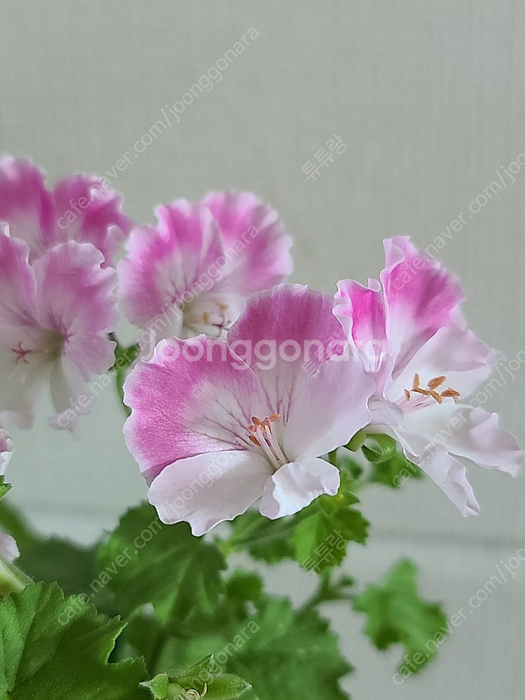 제라늄(리갈2종)--0