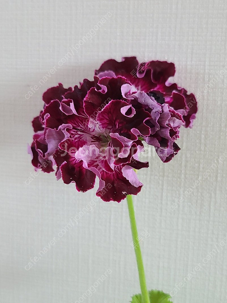 제라늄(리갈2종)--1