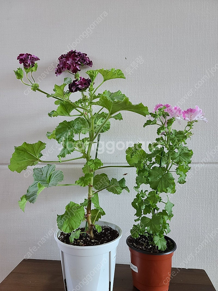 제라늄(리갈2종)--2