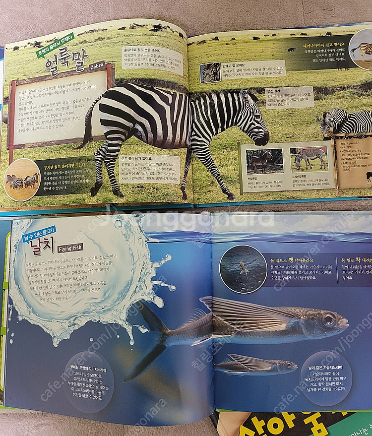 블루래빗 자연관찰 3D 체험 증강현실 시리즈 4권--2