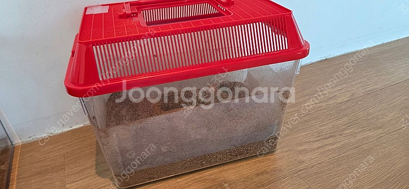 블랙 아이 크랩 일괄--3