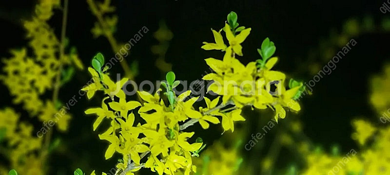 캠프라스페이스 등산화 미개봉 새상품--2