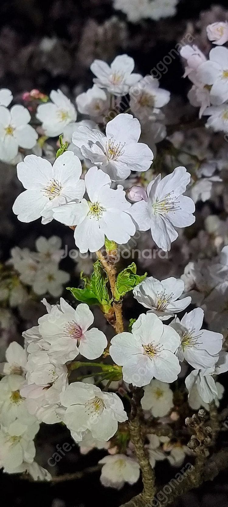 캠프라스페이스 등산화 미개봉 새상품--3