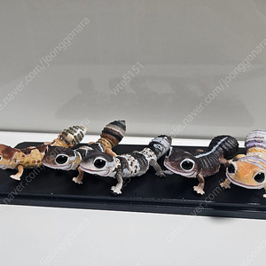 생물대도감 렙티3탄 펫테일게코 풀 세트 판매