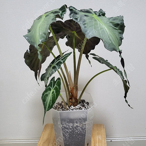 알로카시아 베놈/희귀식물